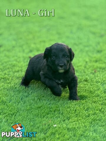 Bordoodle Puppies for Sale - The Perfect Family Companion!
