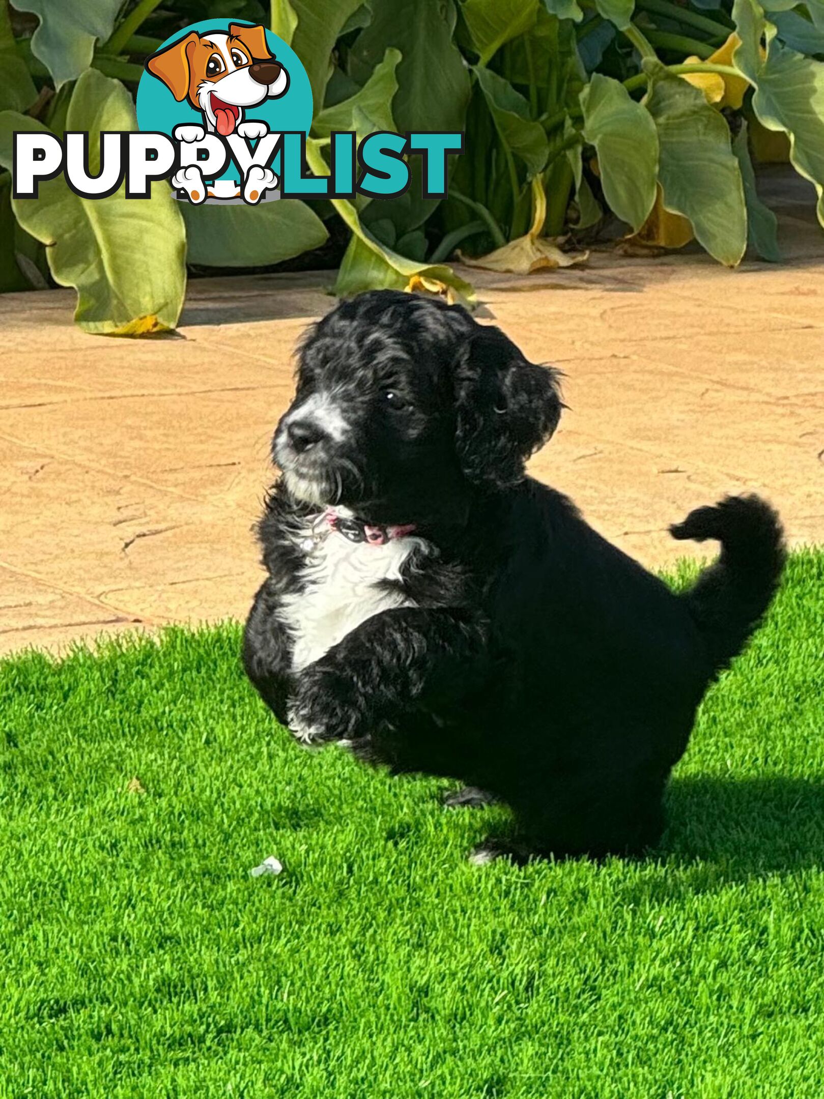 Bordoodle Puppies for Sale - The Perfect Family Companion!