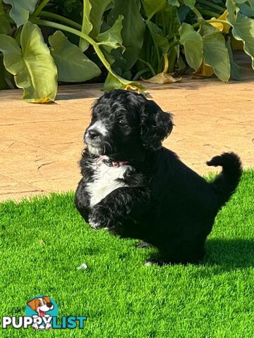Bordoodle Puppies for Sale - The Perfect Family Companion!