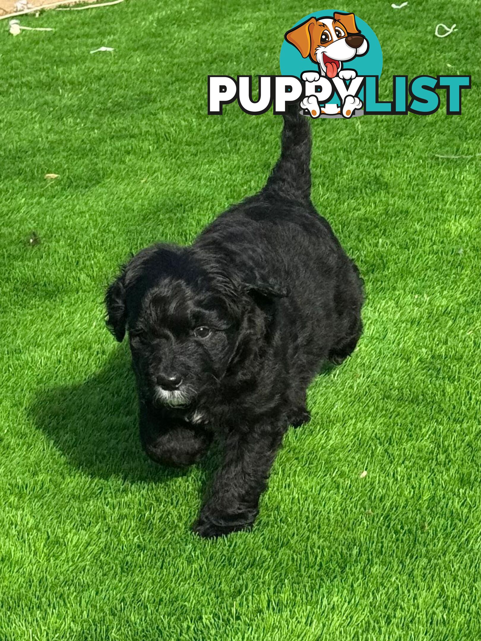 Bordoodle Puppies for Sale - The Perfect Family Companion!