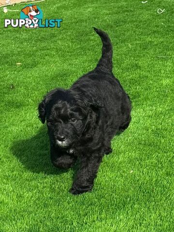 Bordoodle Puppies for Sale - The Perfect Family Companion!