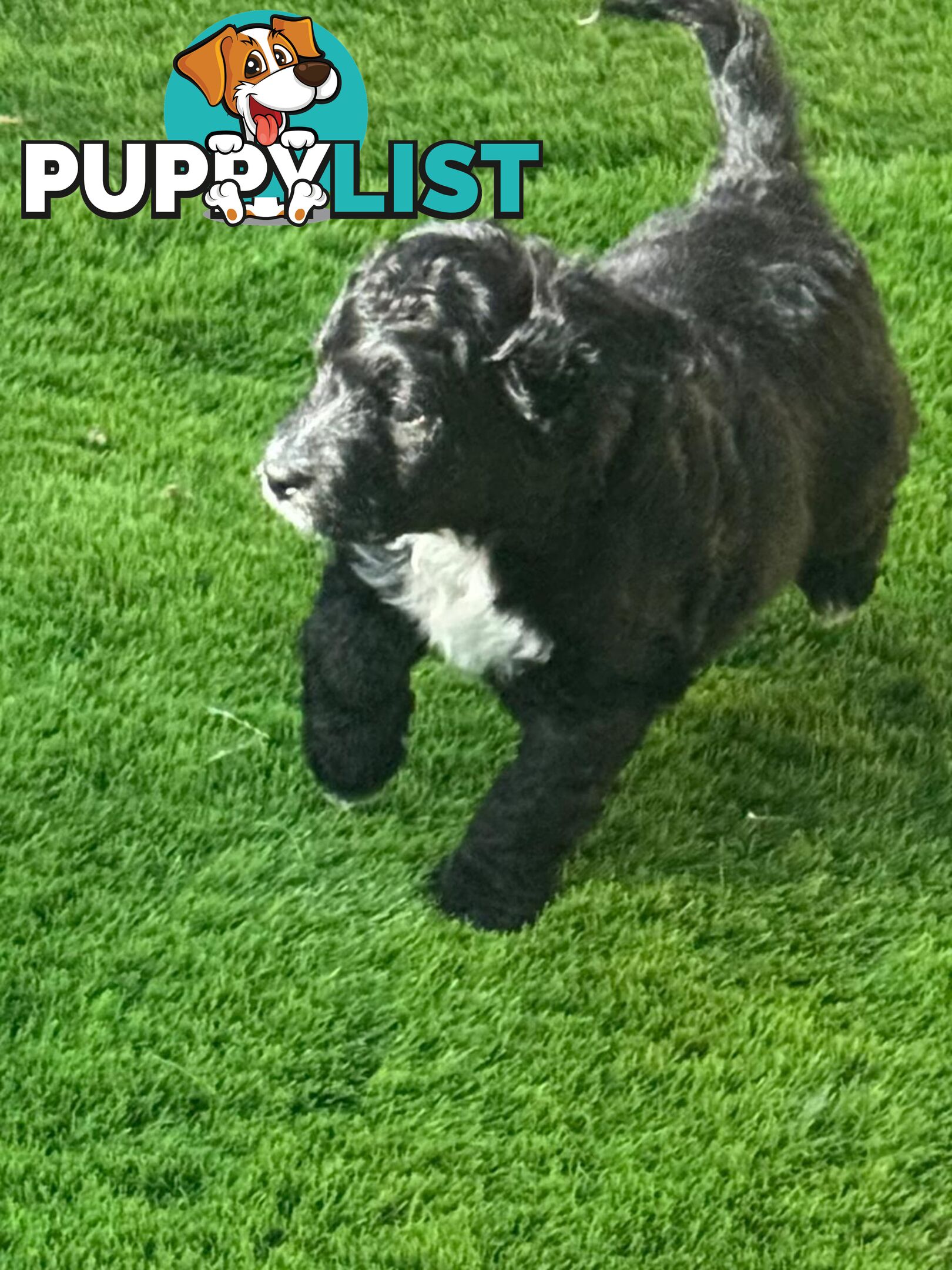 Bordoodle Puppies for Sale - The Perfect Family Companion!