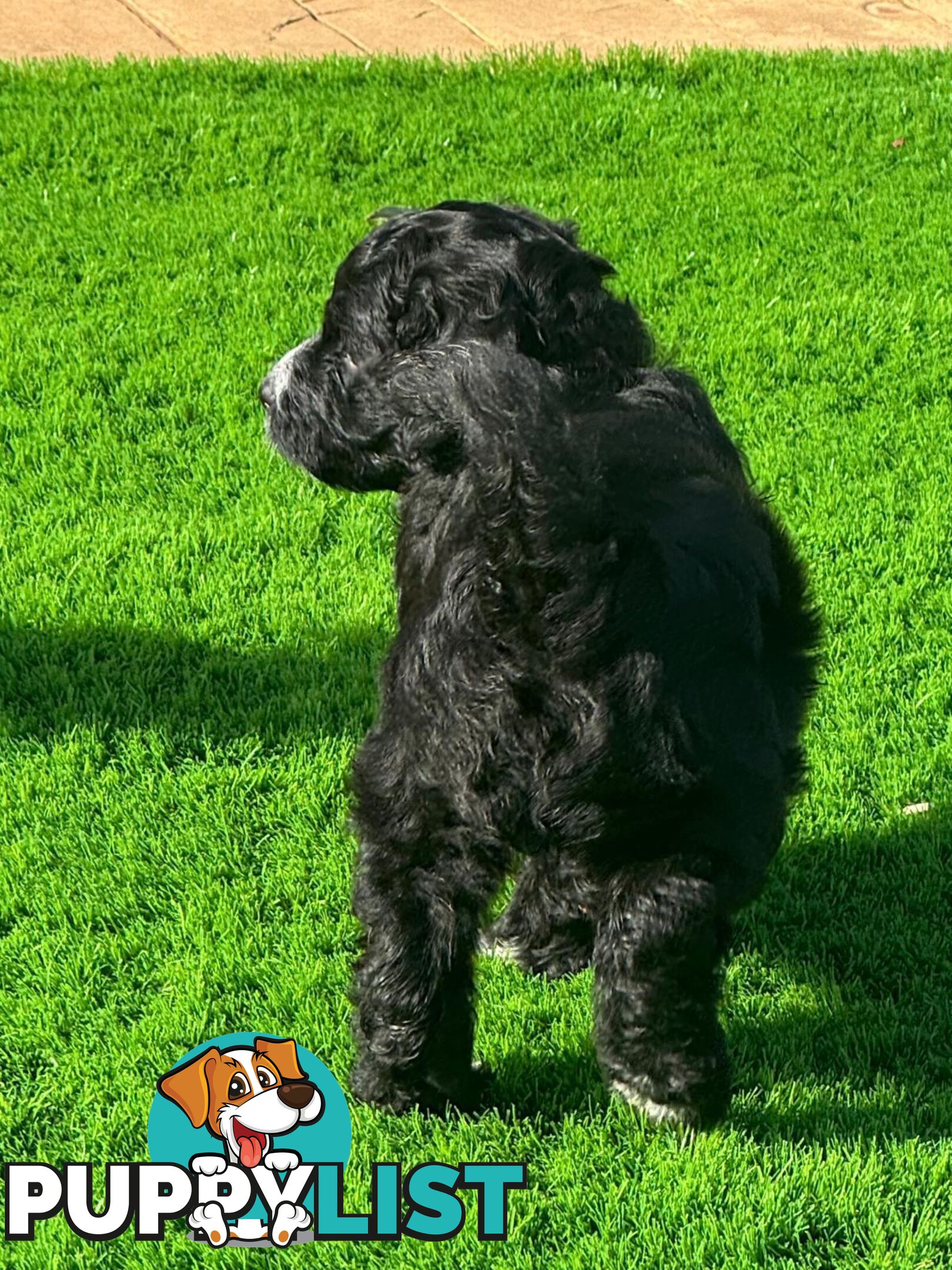 Bordoodle Puppies for Sale - The Perfect Family Companion!