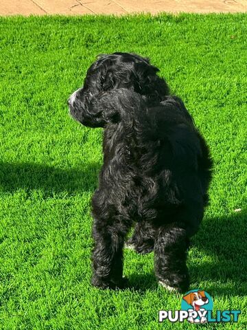 Bordoodle Puppies for Sale - The Perfect Family Companion!