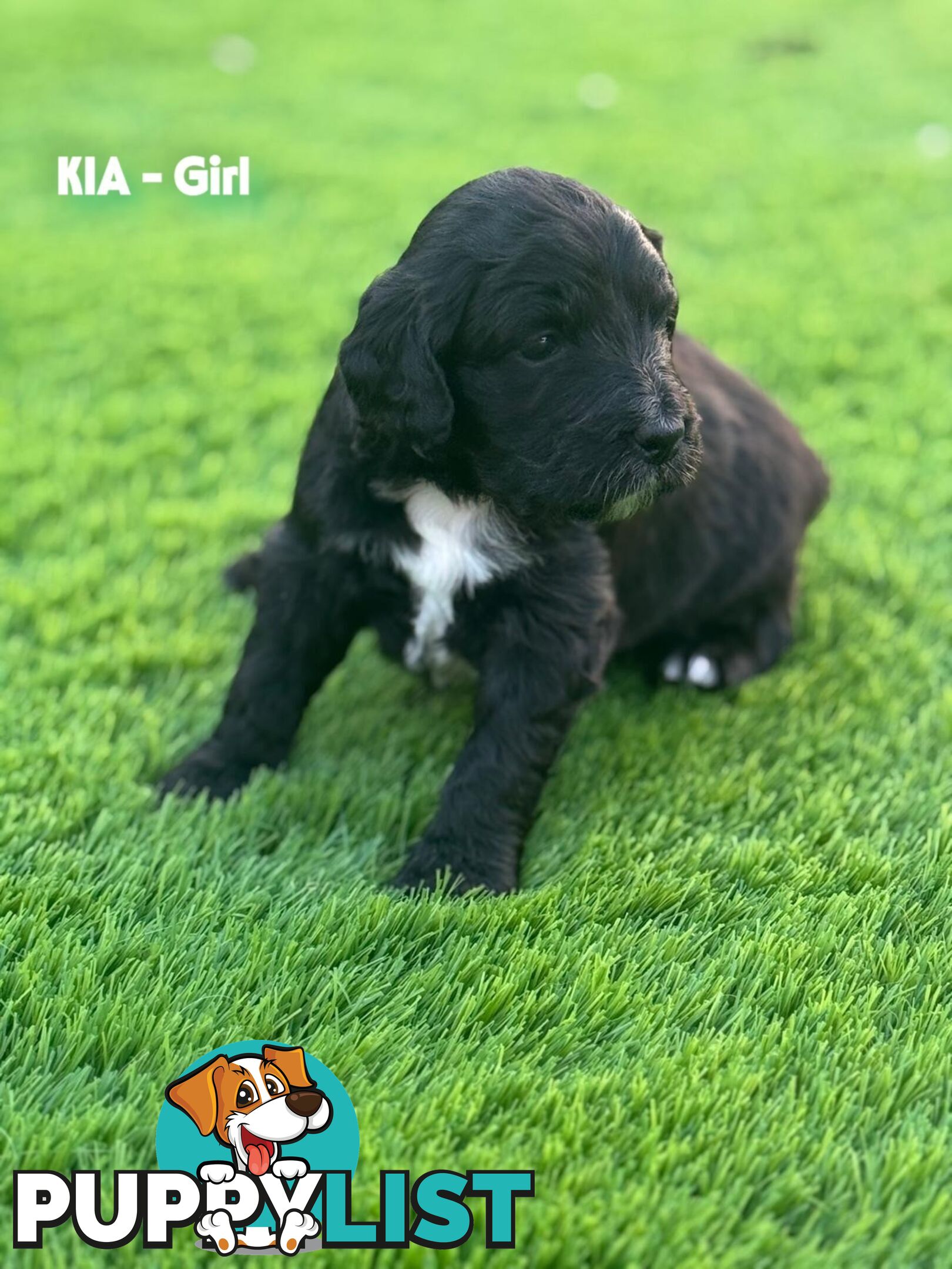 Bordoodle Puppies for Sale - The Perfect Family Companion!