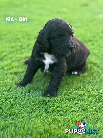 Bordoodle Puppies for Sale - The Perfect Family Companion!