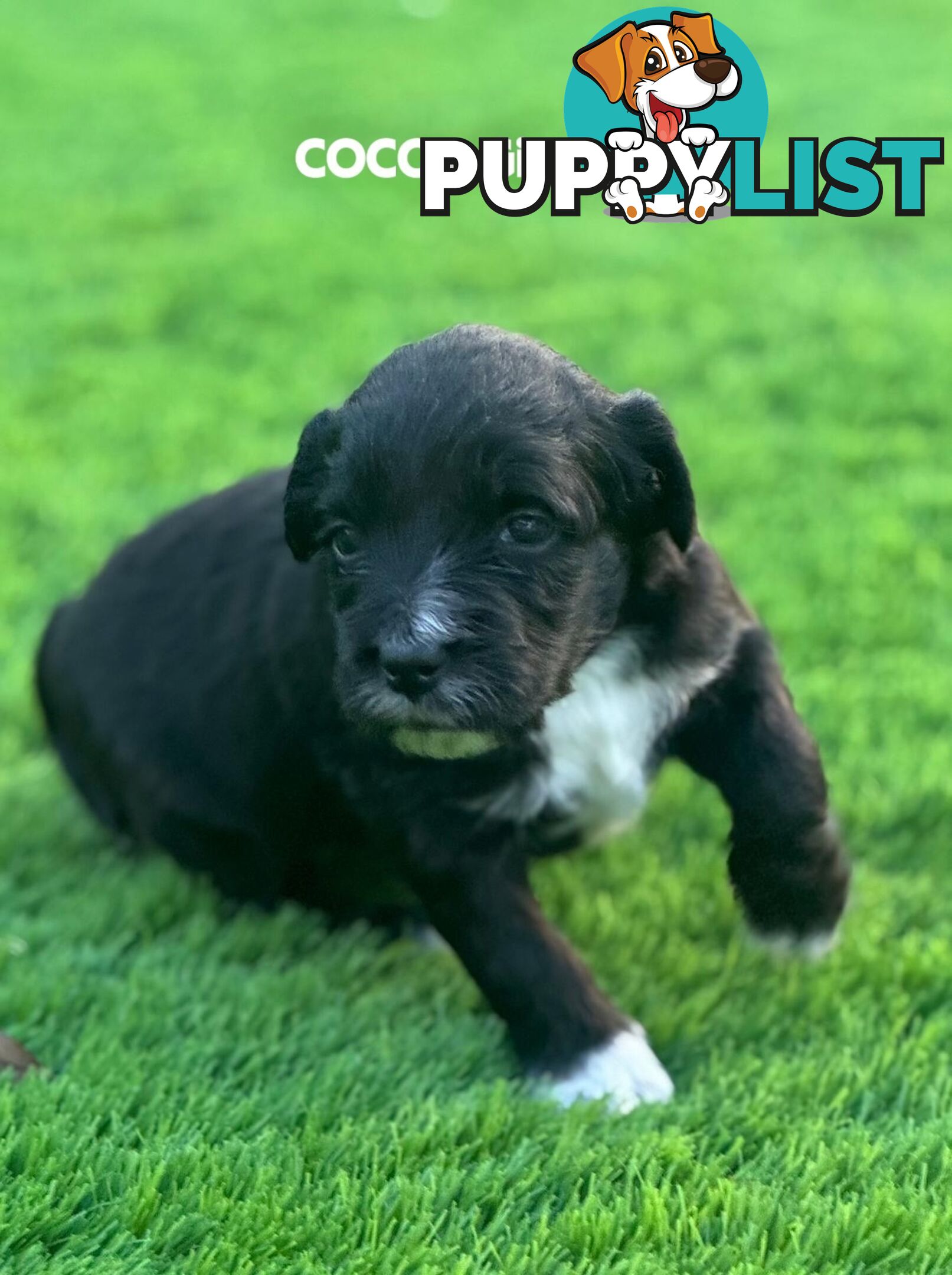 Bordoodle Puppies for Sale - The Perfect Family Companion!