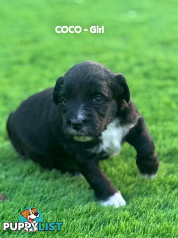 Bordoodle Puppies for Sale - The Perfect Family Companion!