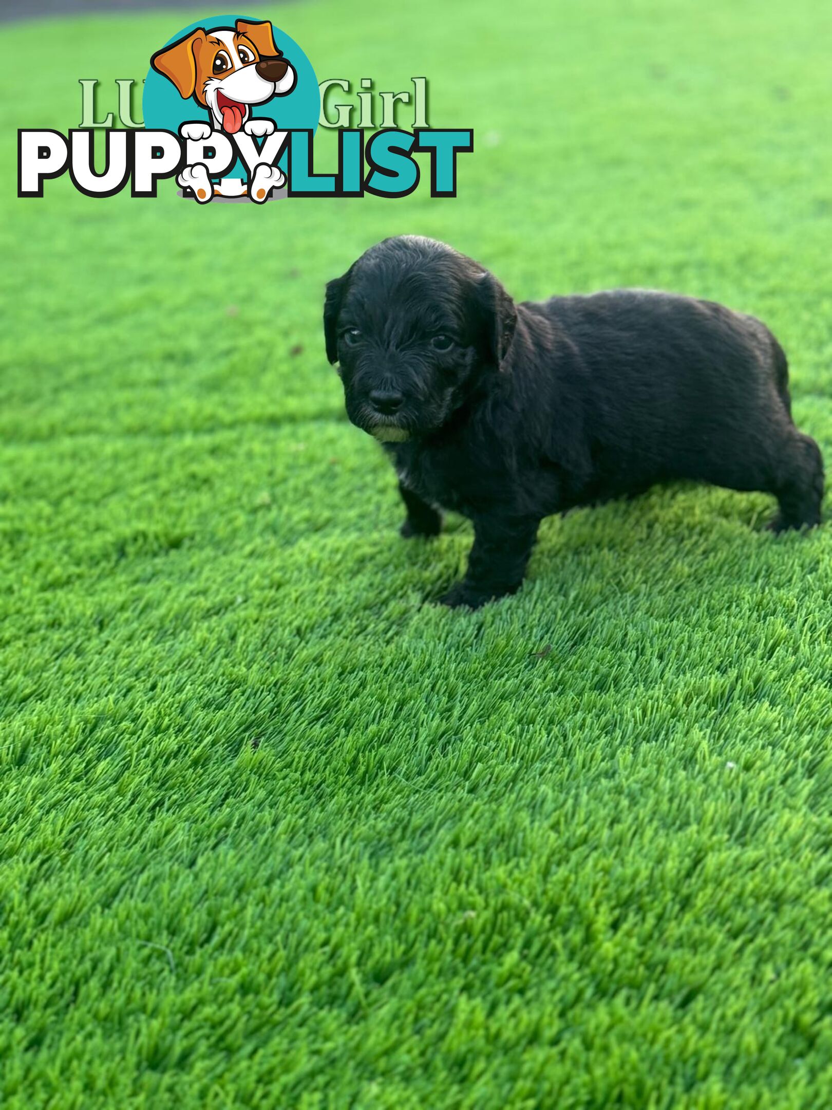 Bordoodle Puppies for Sale - The Perfect Family Companion!