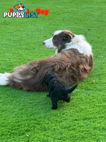 Bordoodle Puppies for Sale - The Perfect Family Companion!