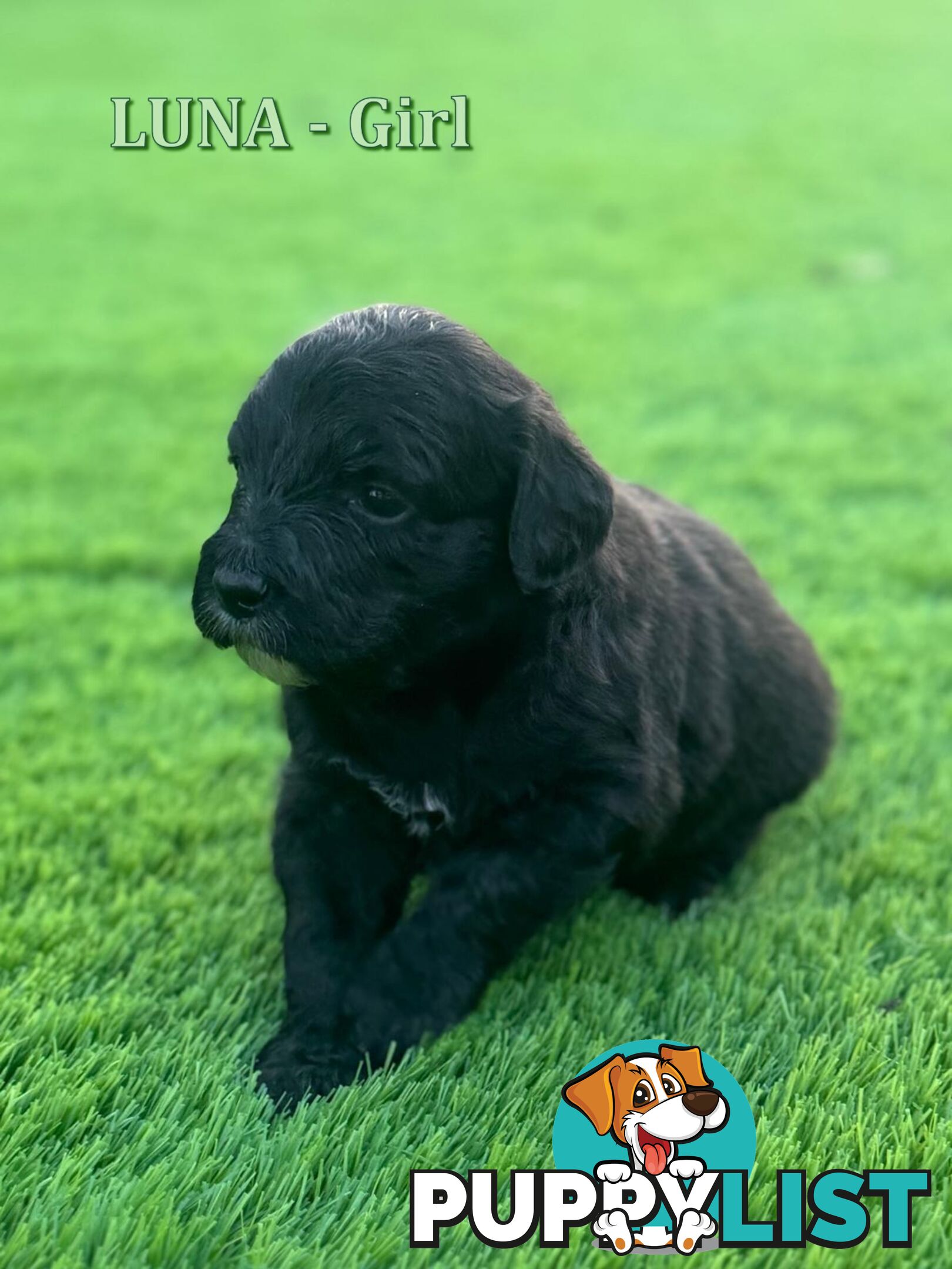 Bordoodle Puppies for Sale - The Perfect Family Companion!