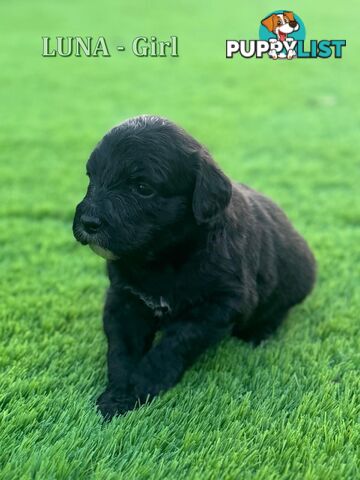 Bordoodle Puppies for Sale - The Perfect Family Companion!