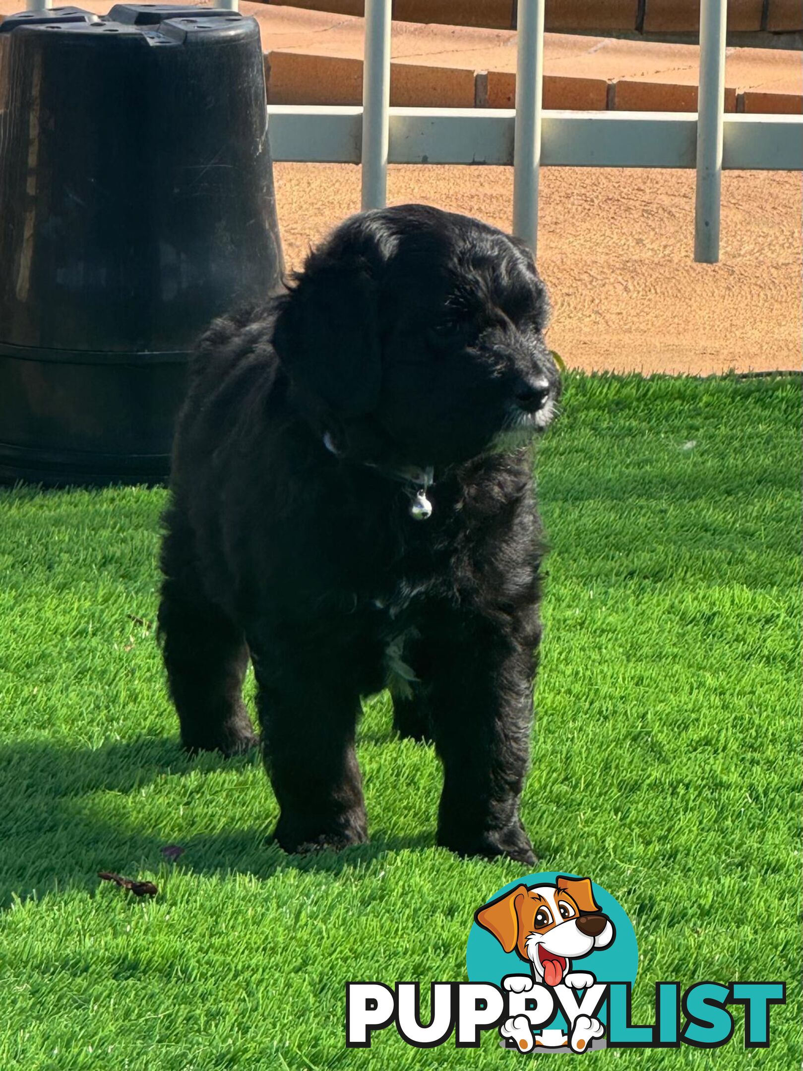 Bordoodle Puppies for Sale - The Perfect Family Companion!
