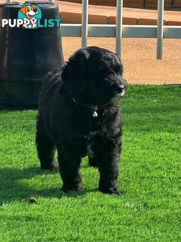 Bordoodle Puppies for Sale - The Perfect Family Companion!