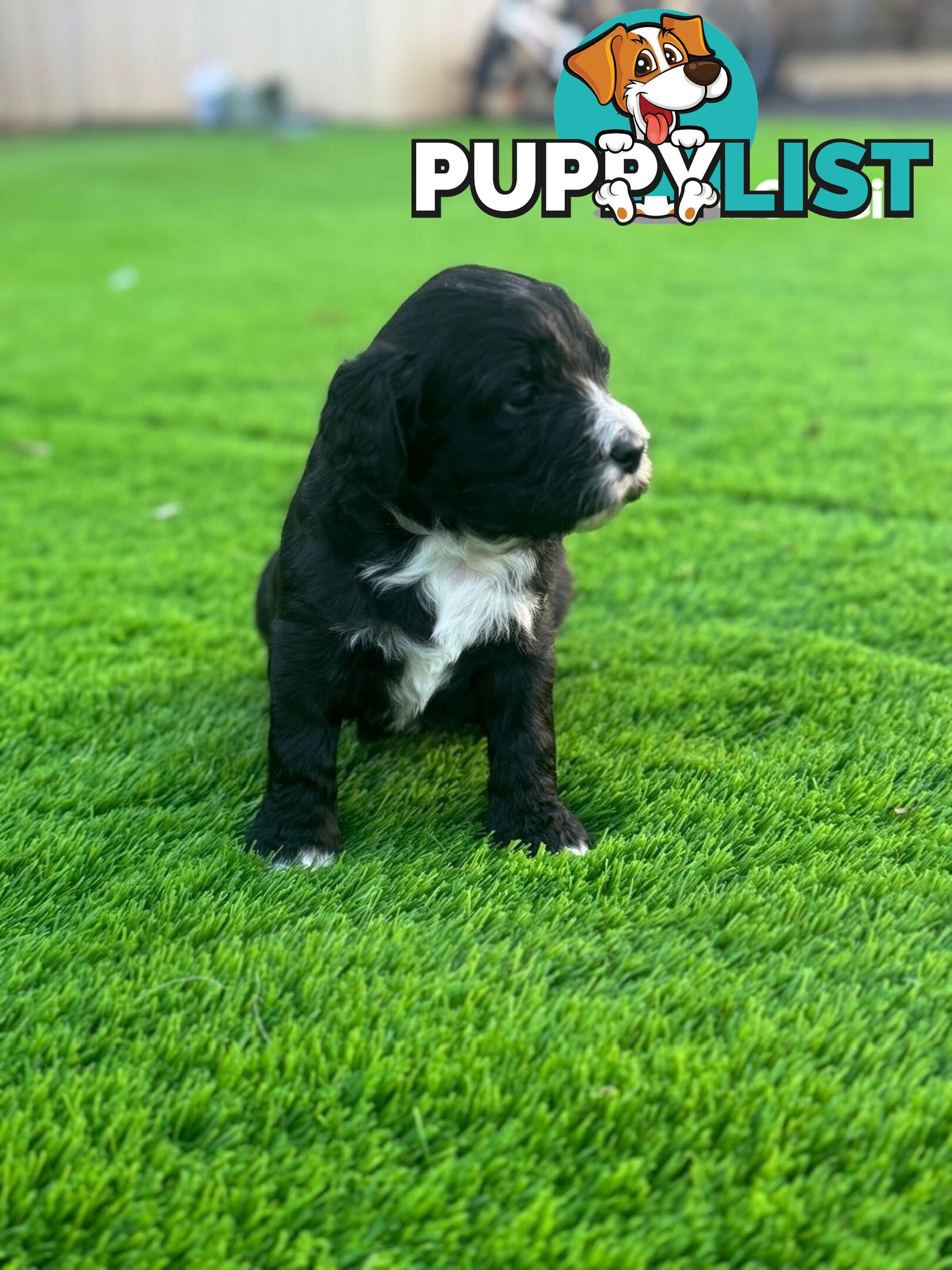 Bordoodle Puppies for Sale - The Perfect Family Companion!