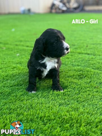 Bordoodle Puppies for Sale - The Perfect Family Companion!