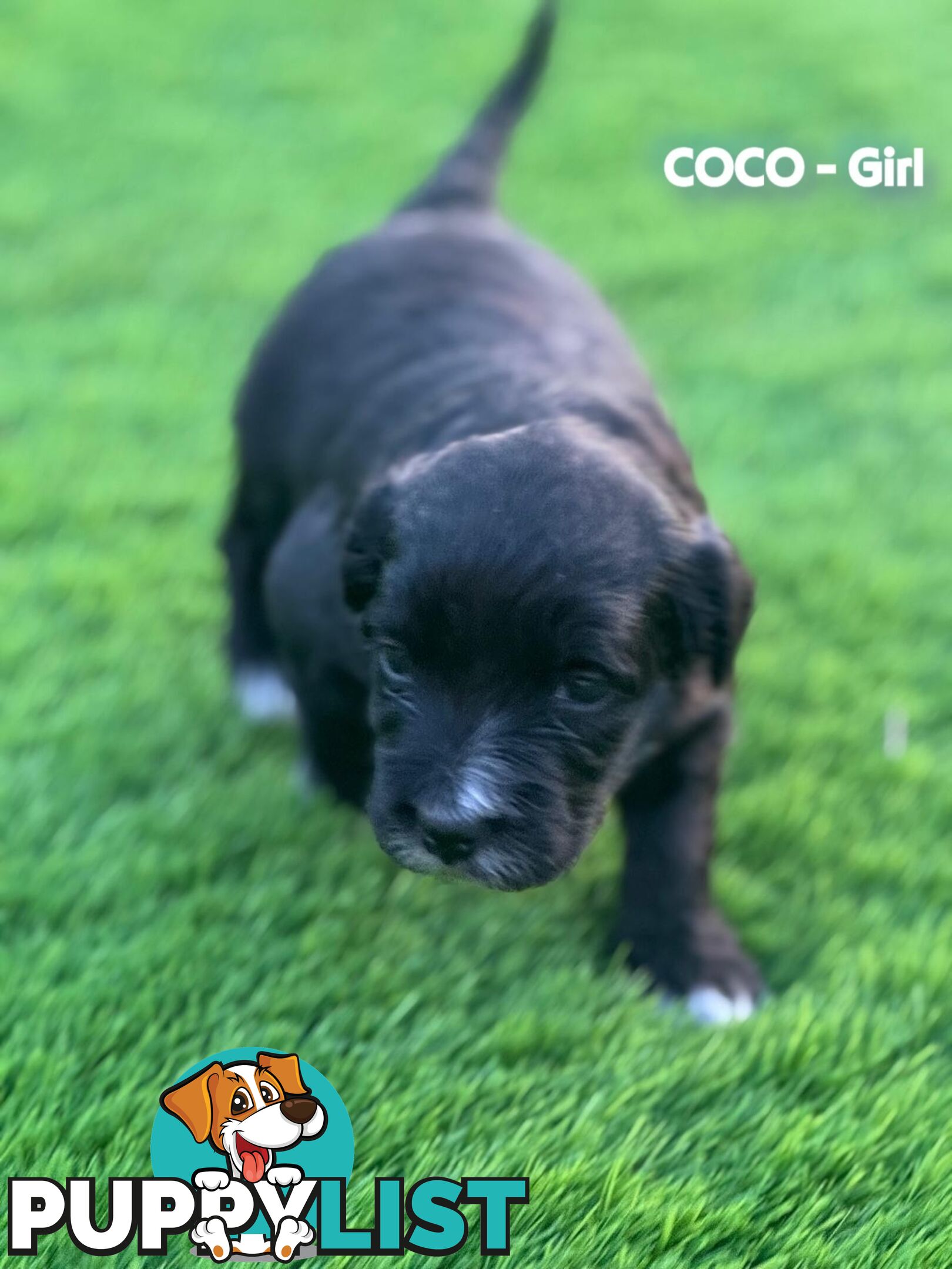 Bordoodle Puppies for Sale - The Perfect Family Companion!