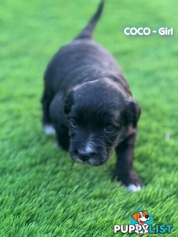 Bordoodle Puppies for Sale - The Perfect Family Companion!