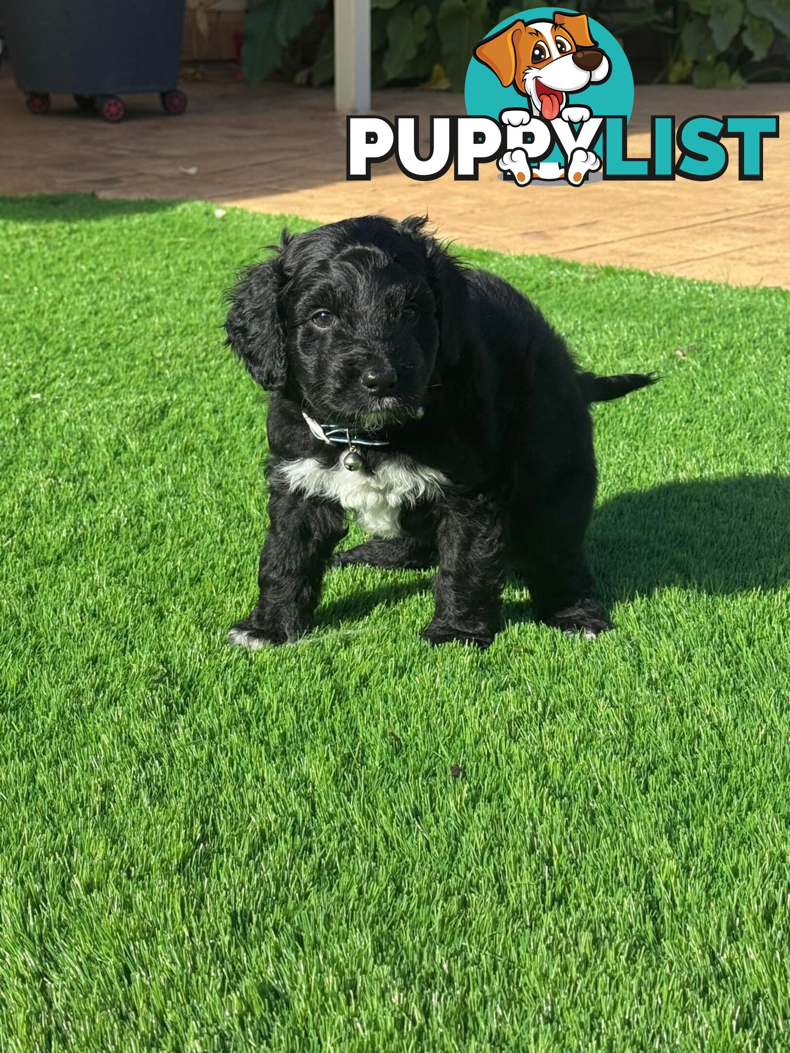 Bordoodle Puppies for Sale - The Perfect Family Companion!