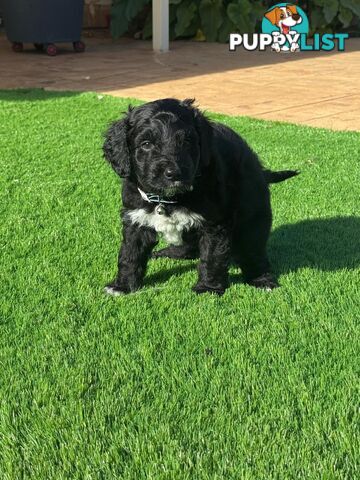 Bordoodle Puppies for Sale - The Perfect Family Companion!
