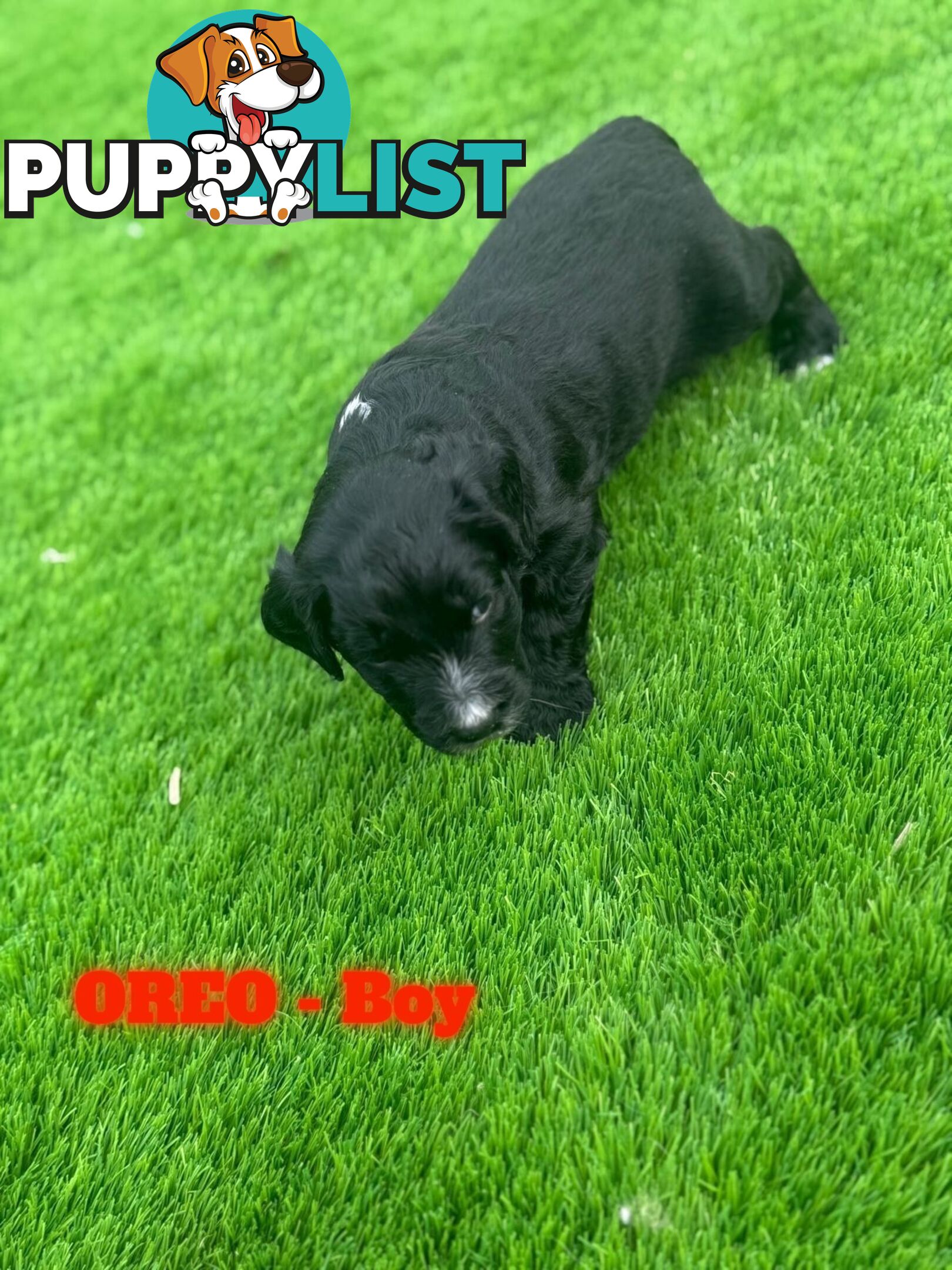 Bordoodle Puppies for Sale - The Perfect Family Companion!