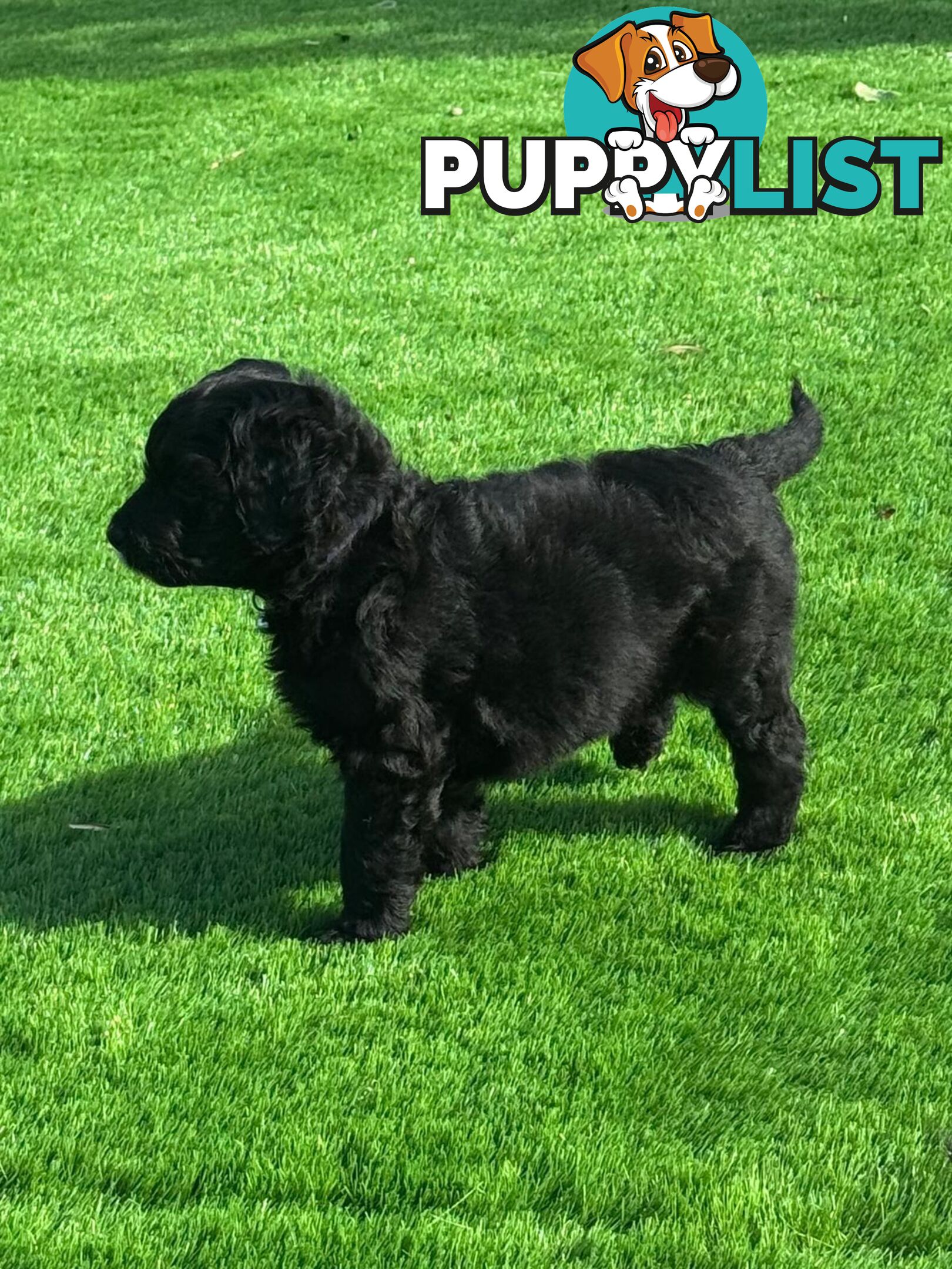 Bordoodle Puppies for Sale - The Perfect Family Companion!