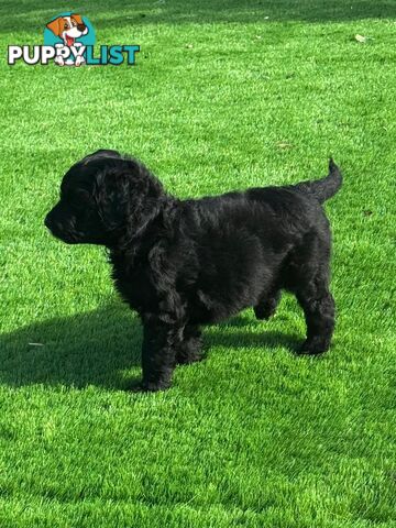 Bordoodle Puppies for Sale - The Perfect Family Companion!