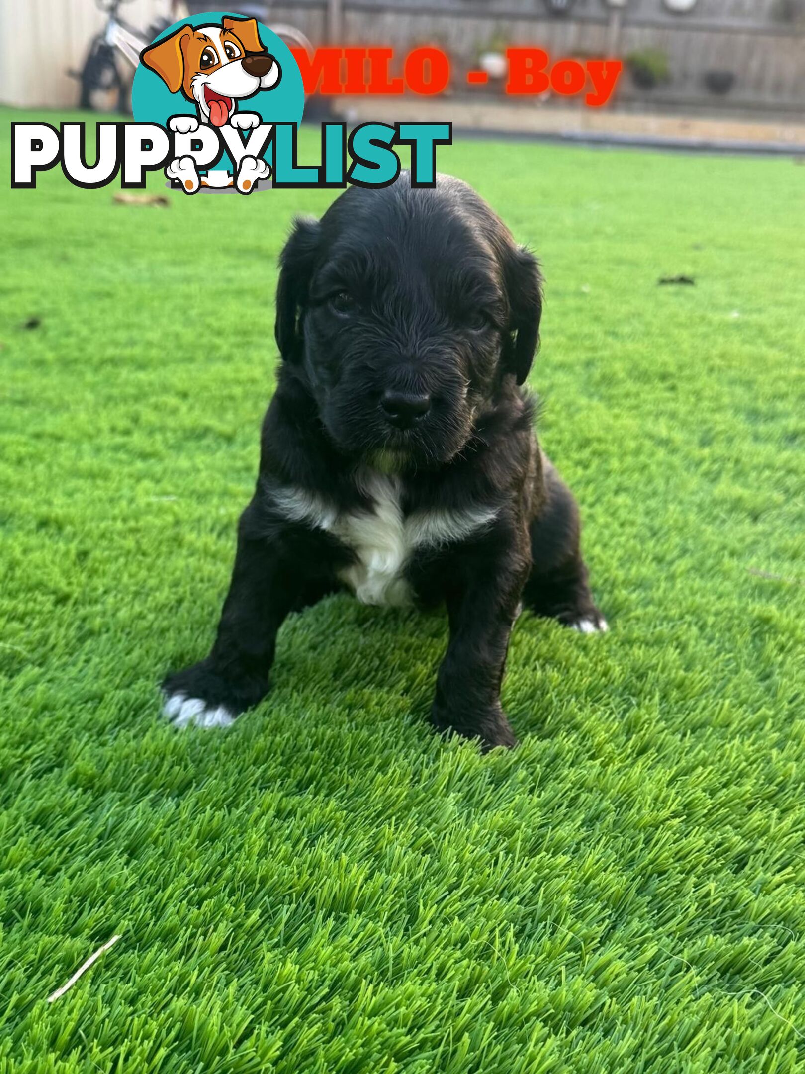 Bordoodle Puppies for Sale - The Perfect Family Companion!