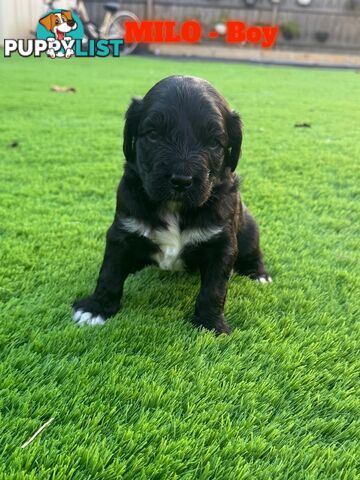 Bordoodle Puppies for Sale - The Perfect Family Companion!