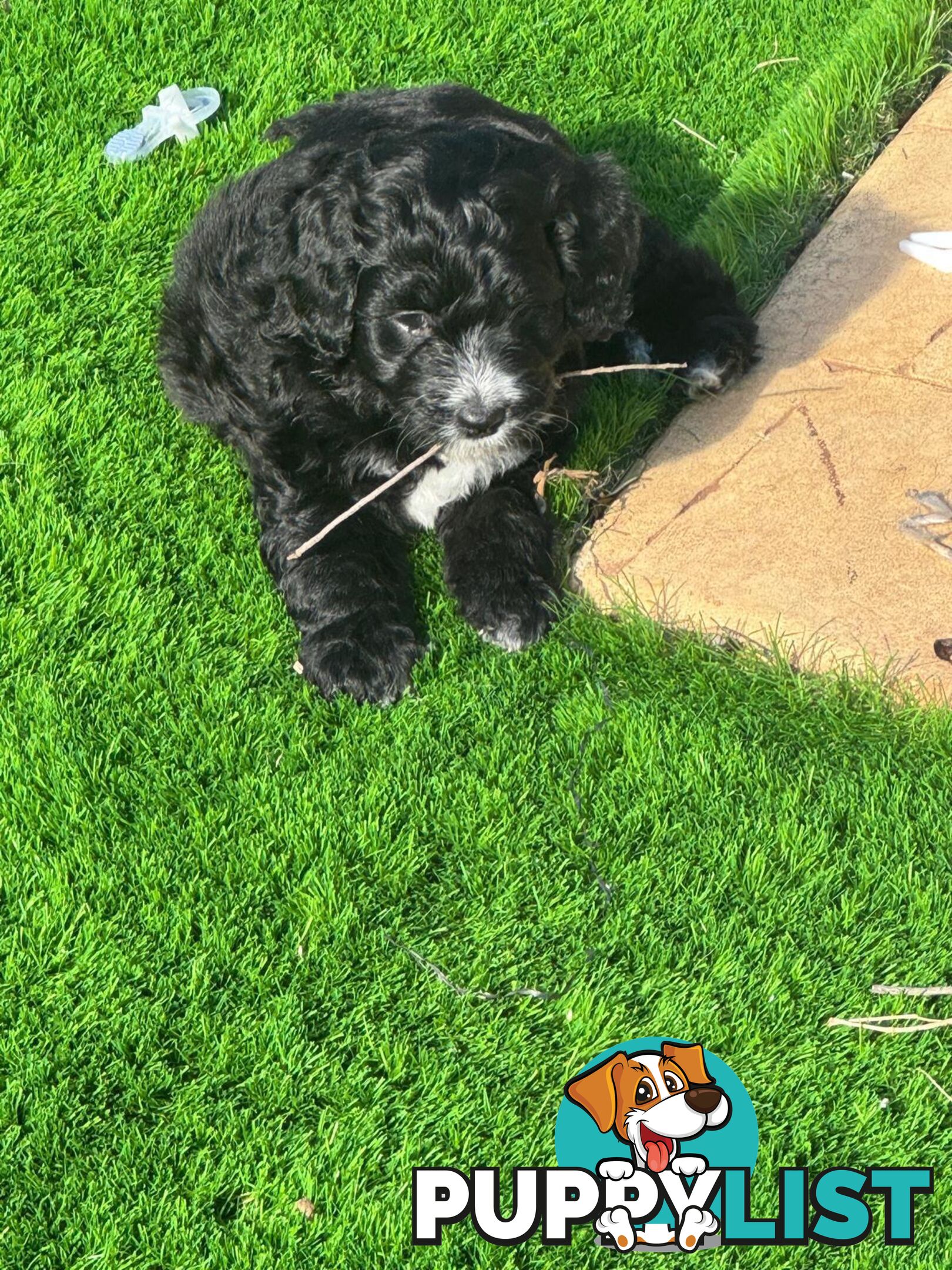 Bordoodle Puppies for Sale - The Perfect Family Companion!