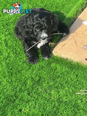 Bordoodle Puppies for Sale - The Perfect Family Companion!