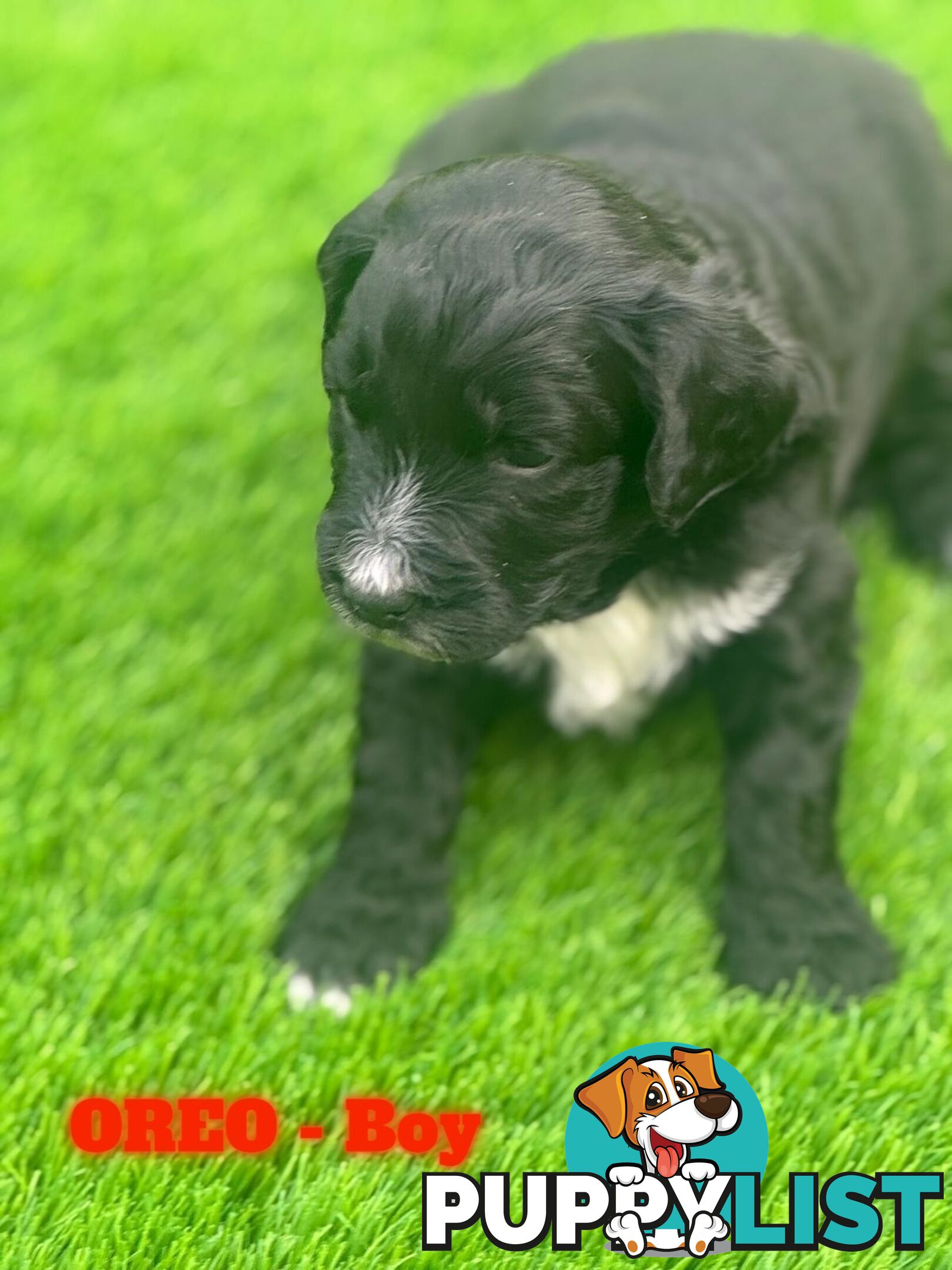 Bordoodle Puppies for Sale - The Perfect Family Companion!