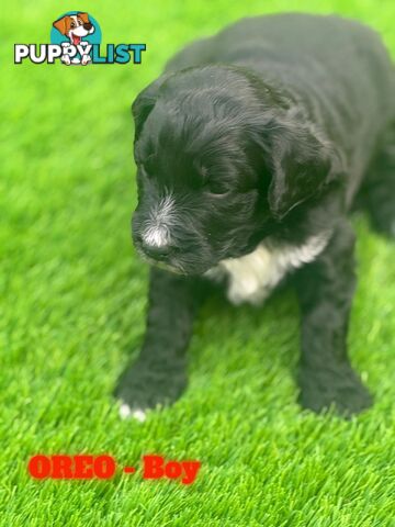 Bordoodle Puppies for Sale - The Perfect Family Companion!