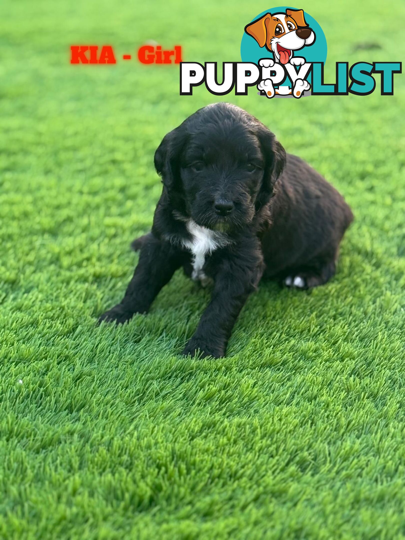 Bordoodle Puppies for Sale - The Perfect Family Companion!