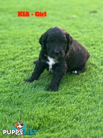 Bordoodle Puppies for Sale - The Perfect Family Companion!