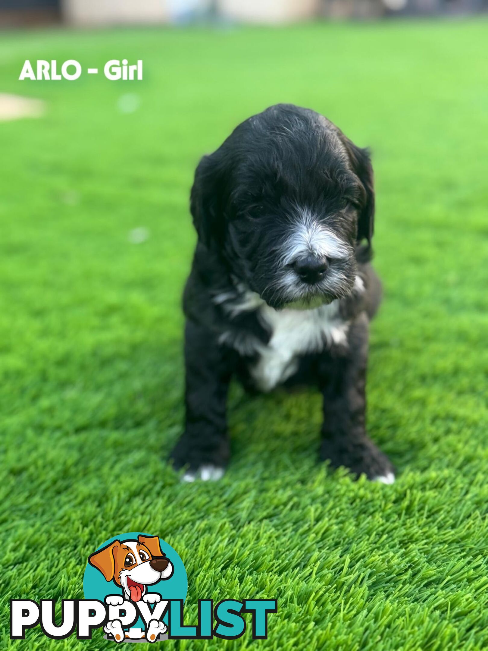 Bordoodle Puppies for Sale - The Perfect Family Companion!