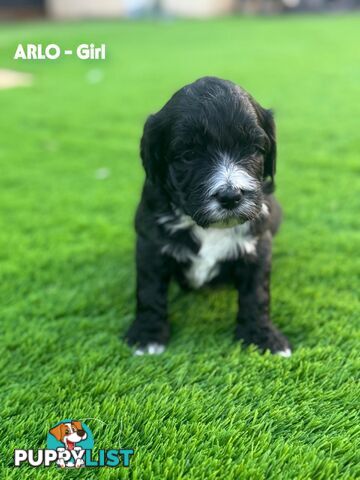 Bordoodle Puppies for Sale - The Perfect Family Companion!