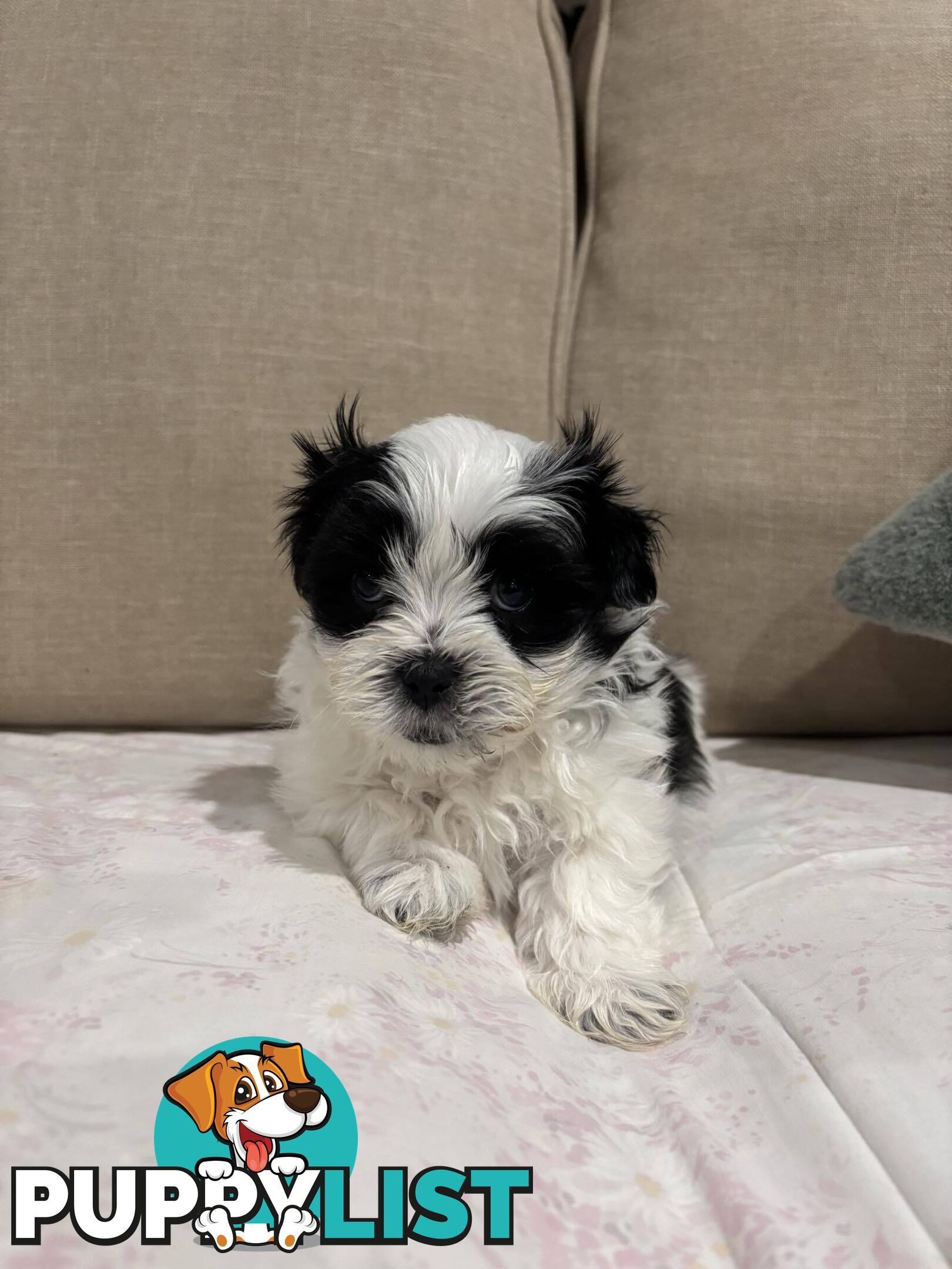 7 GORGEOUS MALTESE X SHIHTZU PUPPIES