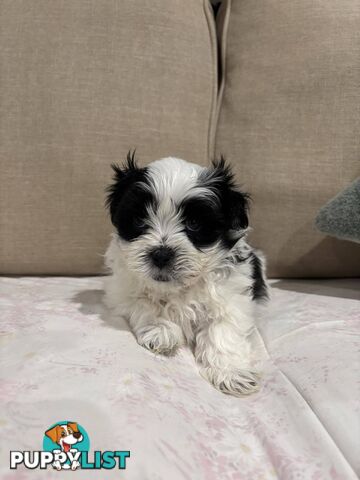 7 GORGEOUS MALTESE X SHIHTZU PUPPIES