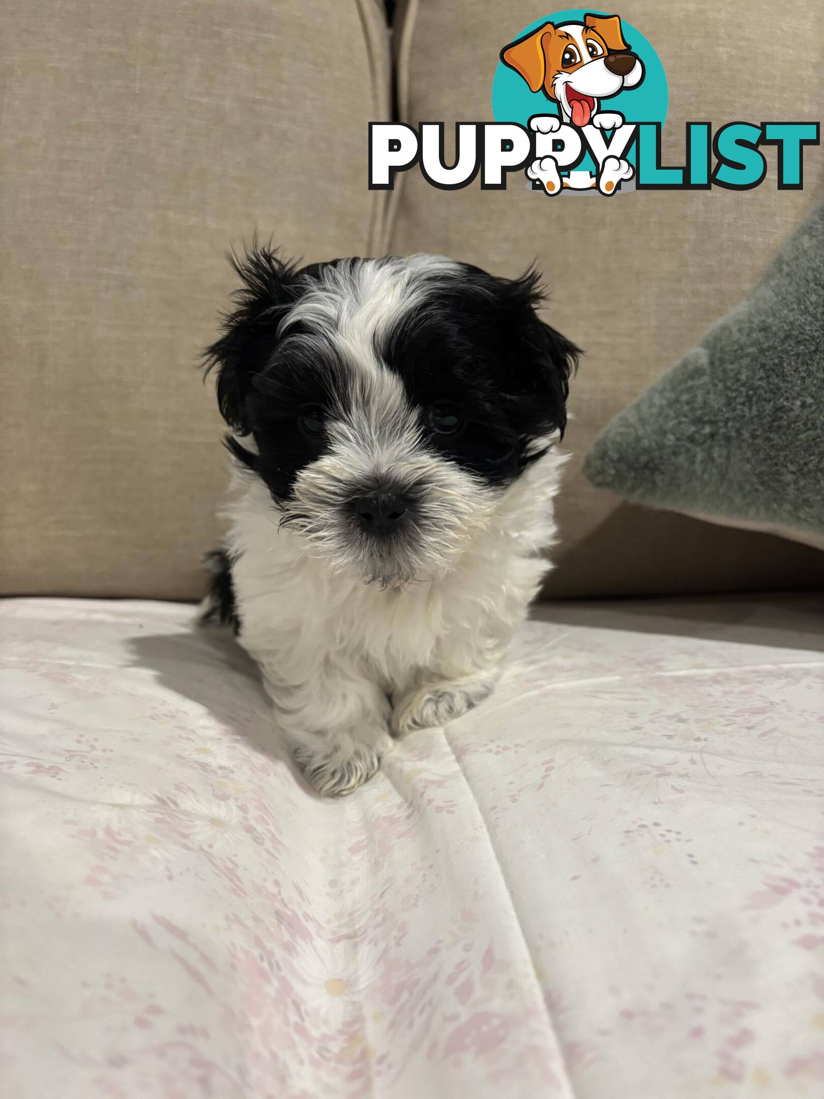 7 GORGEOUS MALTESE X SHIHTZU PUPPIES