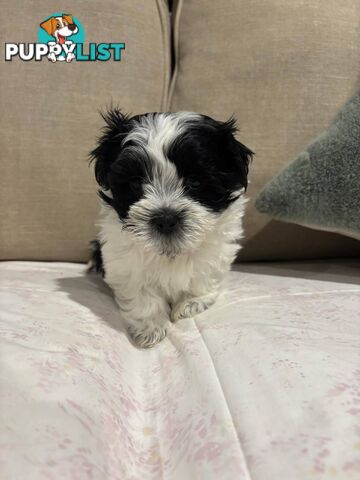 7 GORGEOUS MALTESE X SHIHTZU PUPPIES