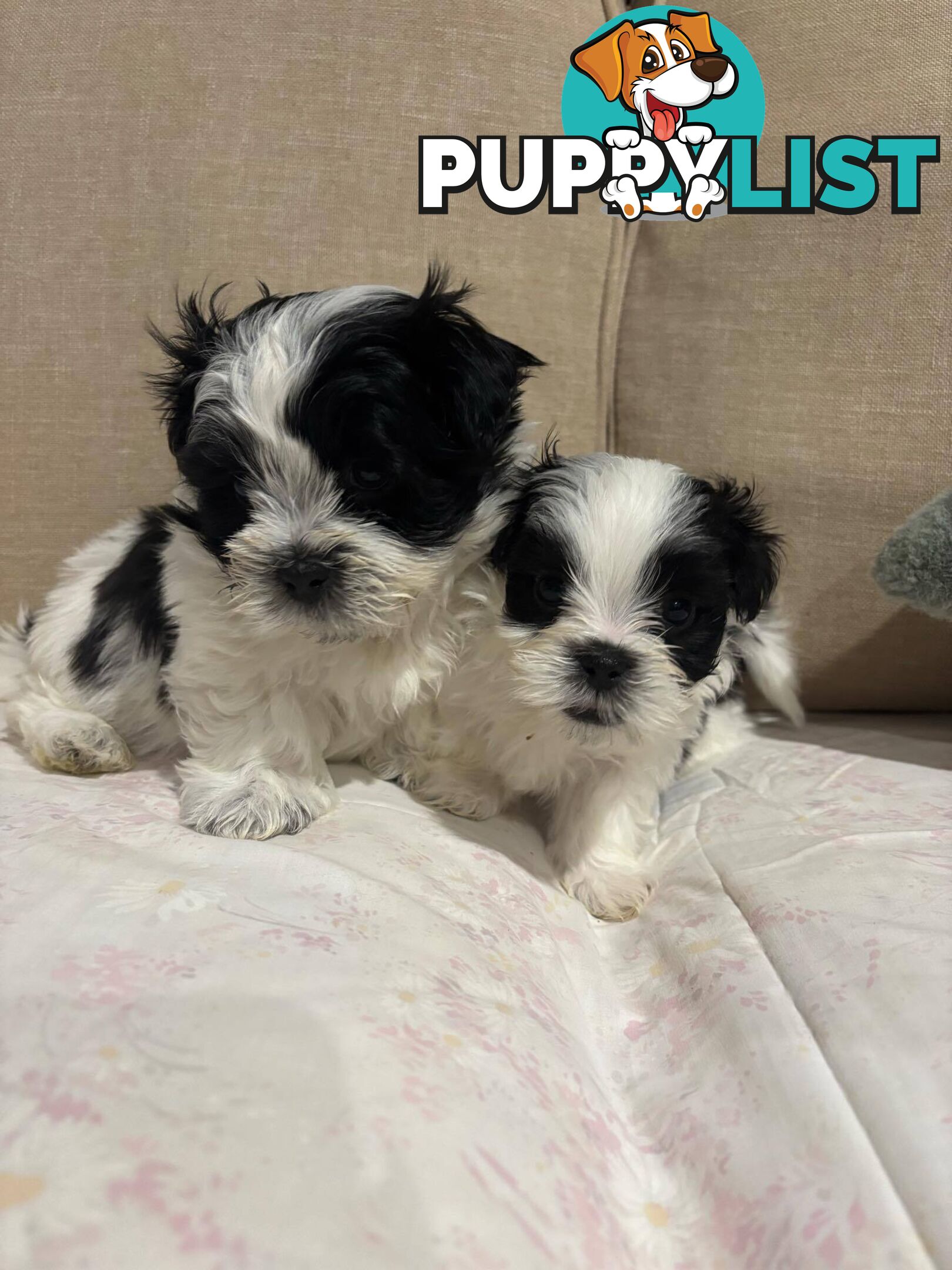 7 GORGEOUS MALTESE X SHIHTZU PUPPIES