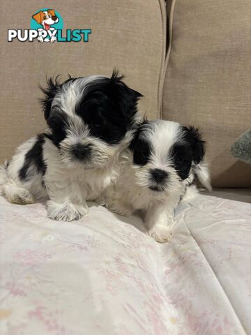 7 GORGEOUS MALTESE X SHIHTZU PUPPIES