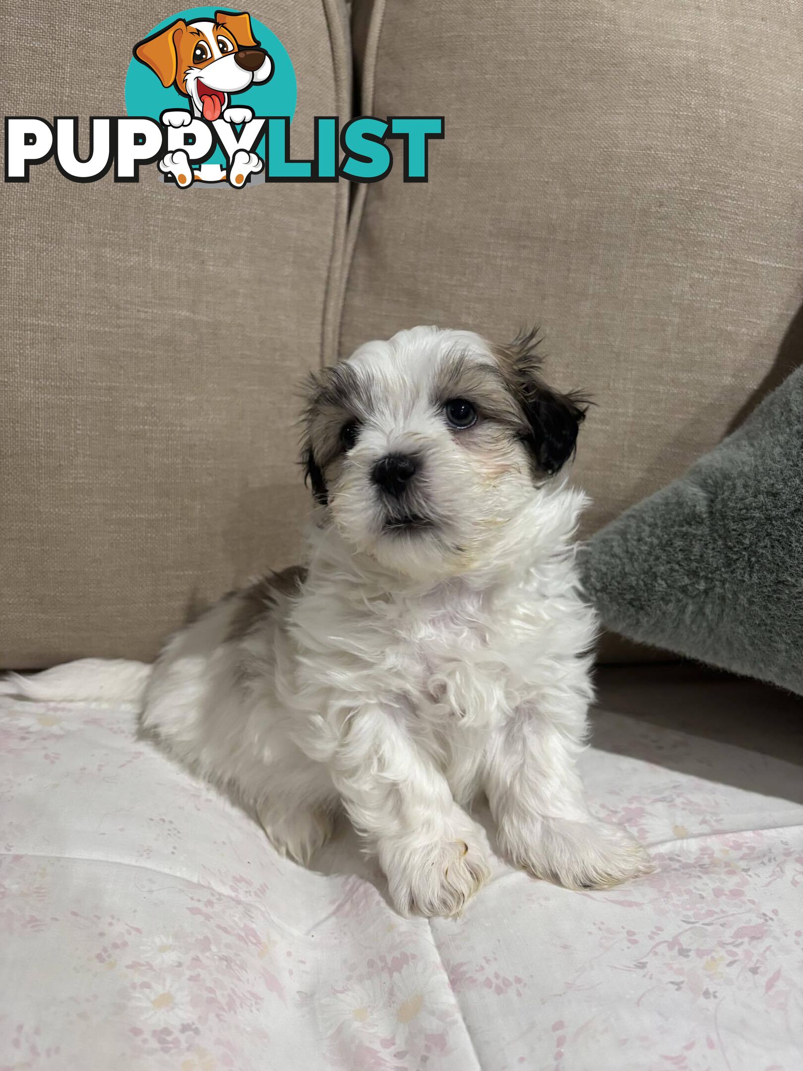 7 GORGEOUS MALTESE X SHIHTZU PUPPIES