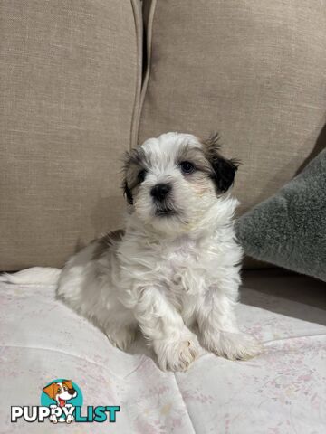 7 GORGEOUS MALTESE X SHIHTZU PUPPIES