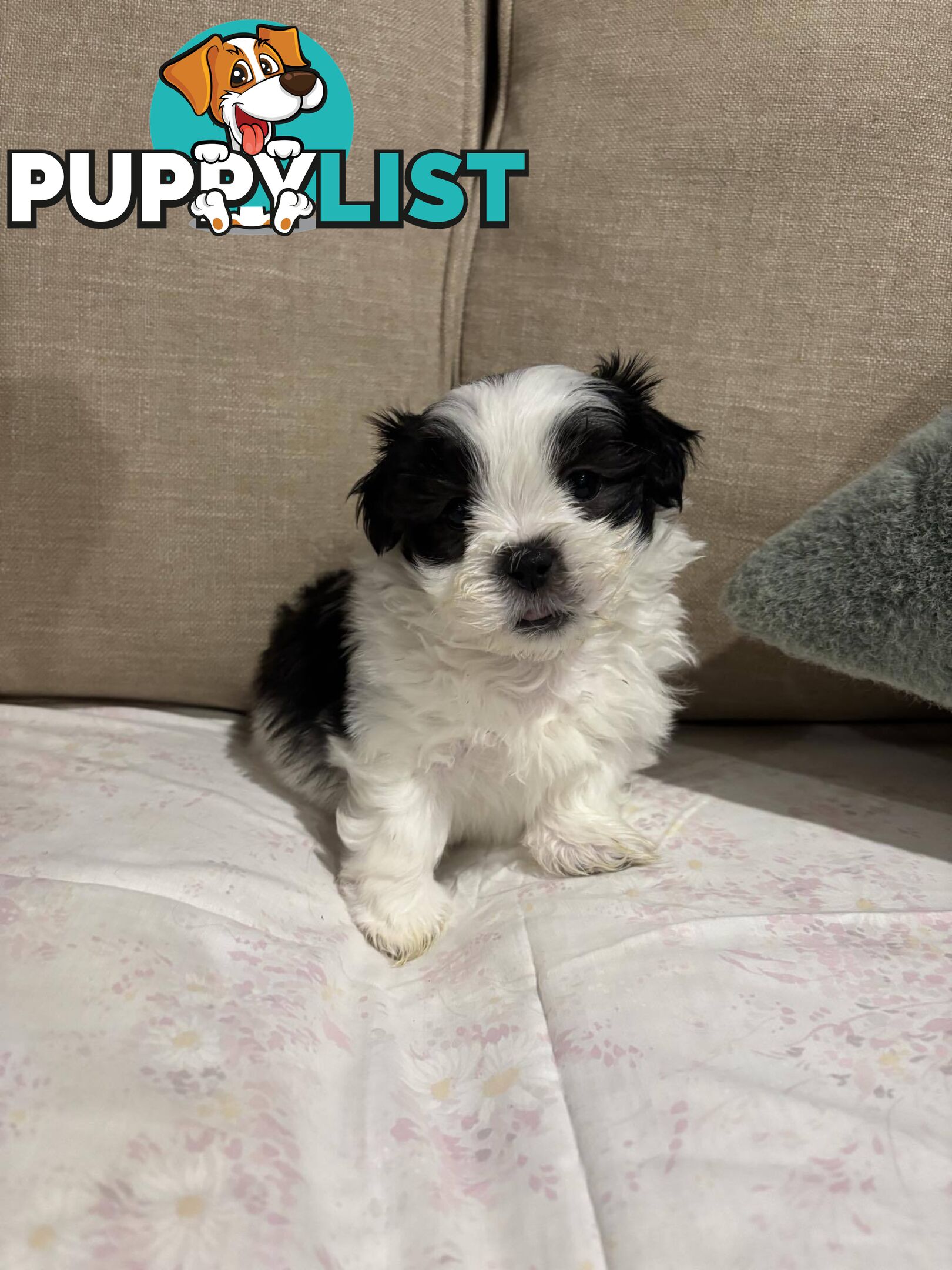 7 GORGEOUS MALTESE X SHIHTZU PUPPIES