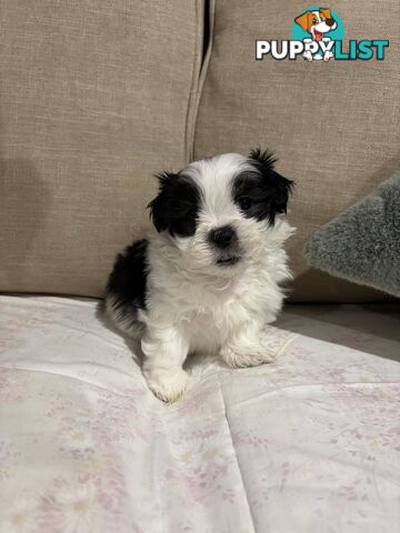 7 GORGEOUS MALTESE X SHIHTZU PUPPIES