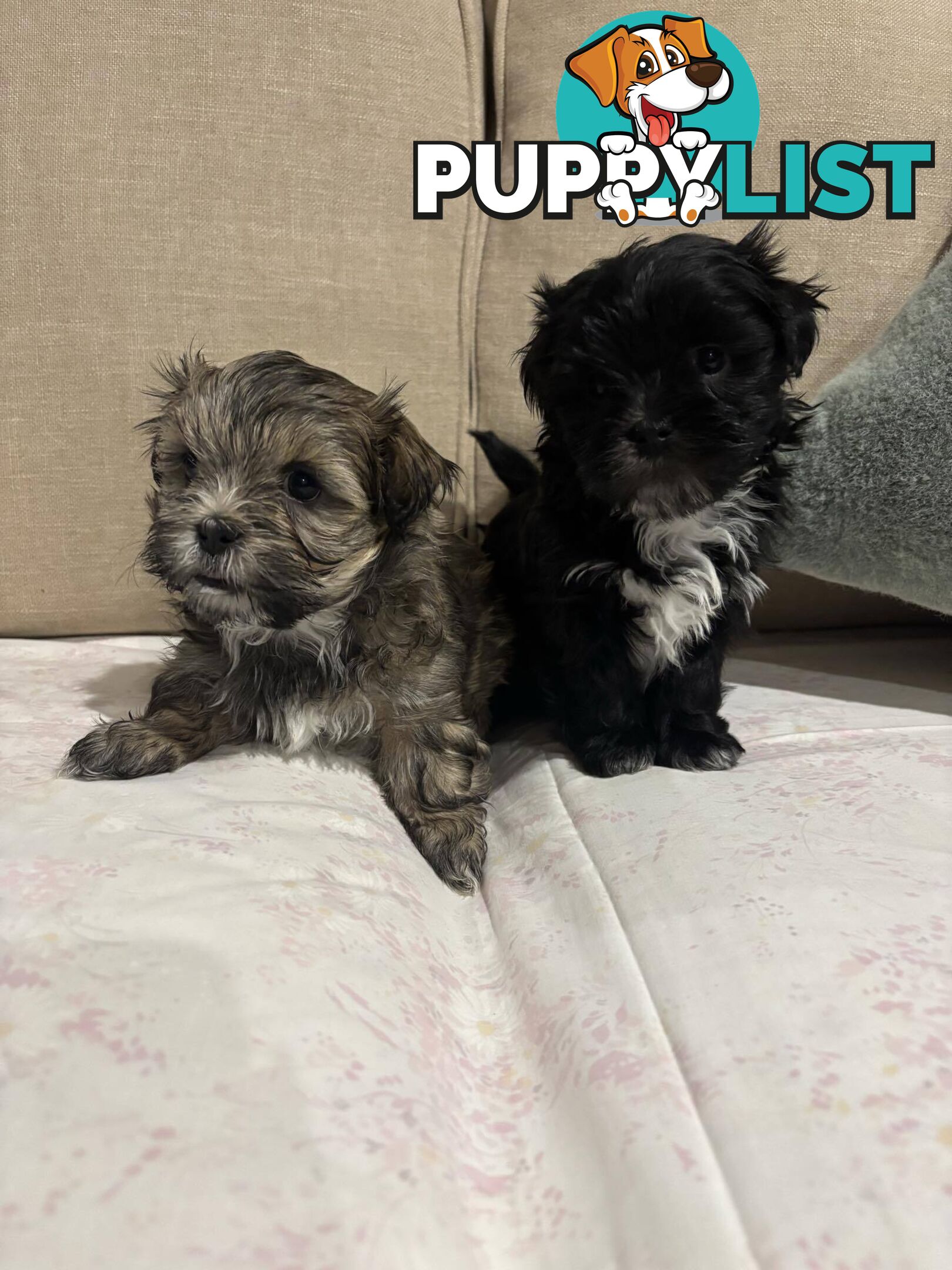 7 GORGEOUS MALTESE X SHIHTZU PUPPIES