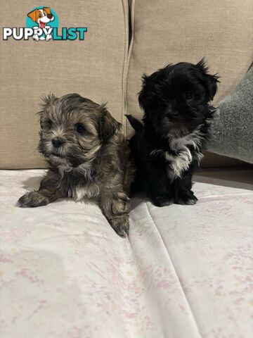 7 GORGEOUS MALTESE X SHIHTZU PUPPIES