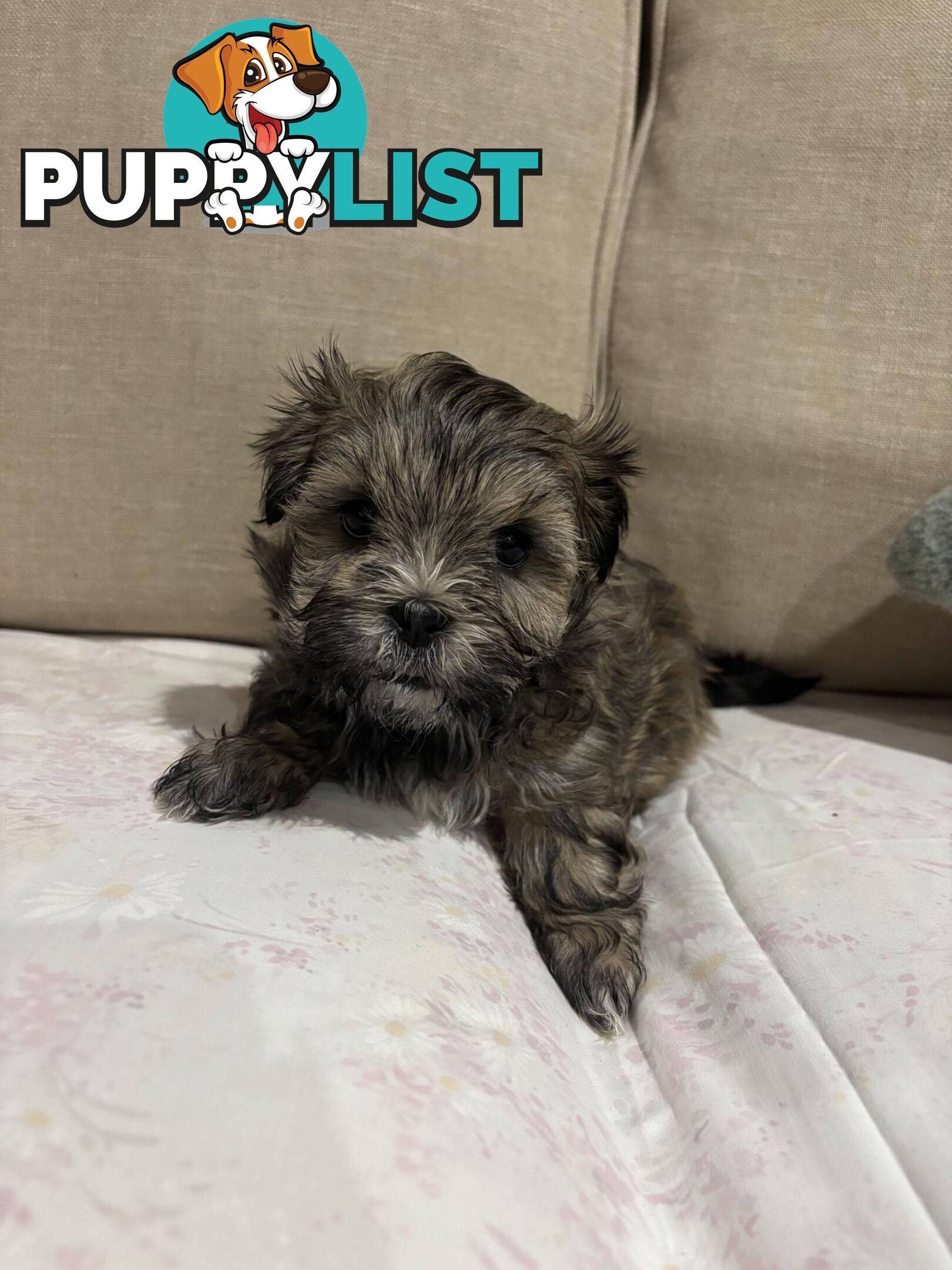 7 GORGEOUS MALTESE X SHIHTZU PUPPIES